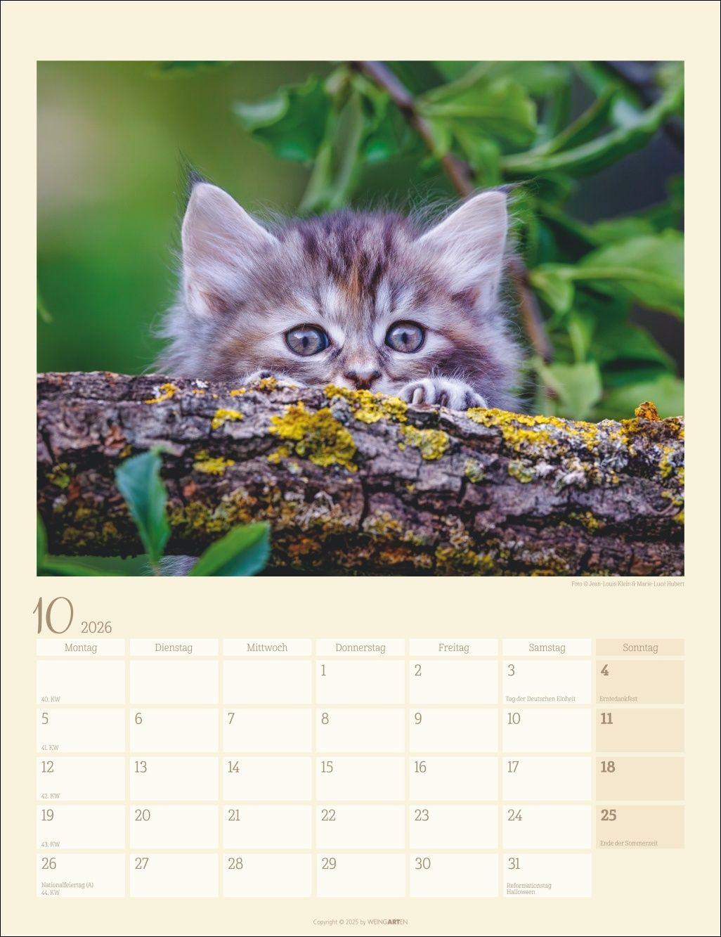 Beispielinhalt (Bild) Katzen auf dem Lande Kalender 2026