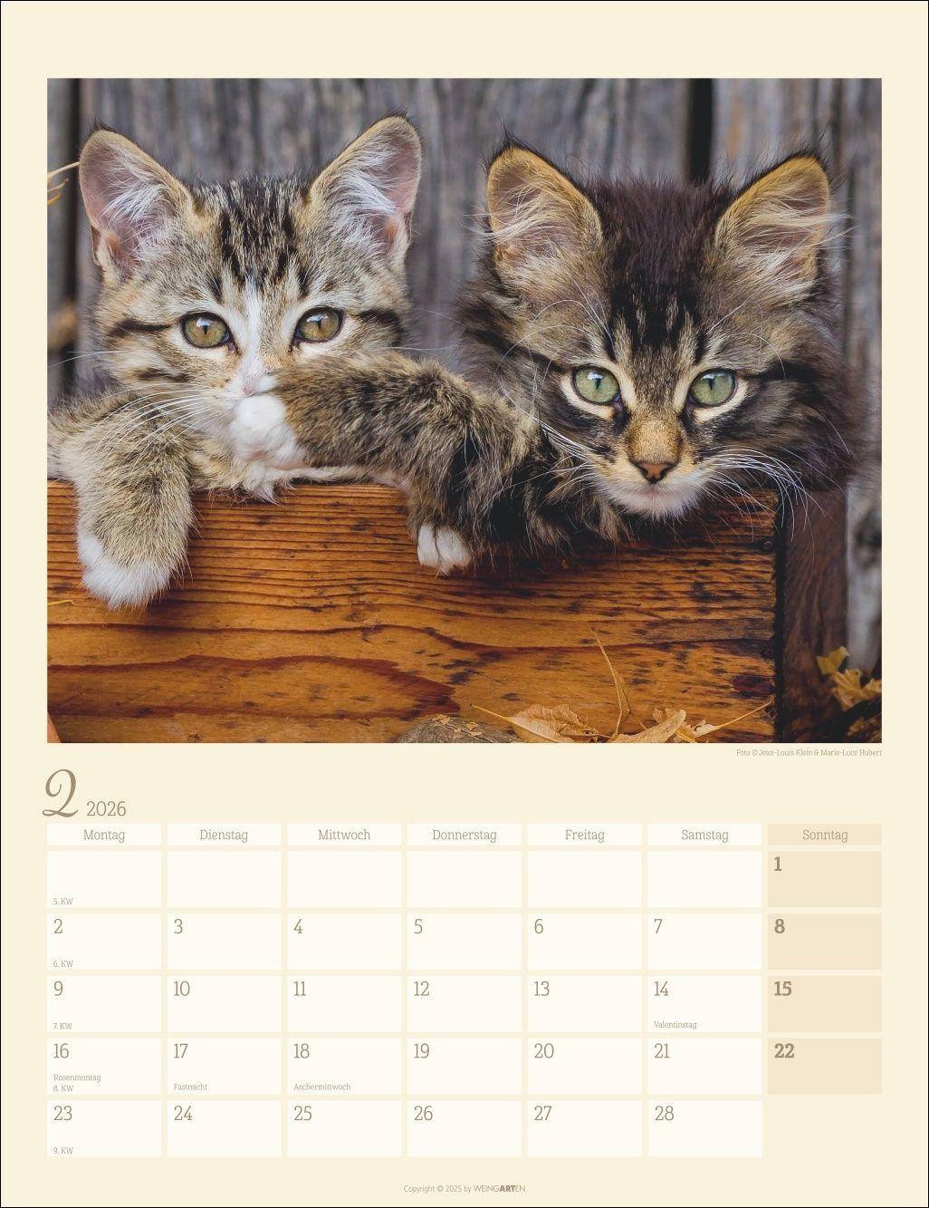 Beispielinhalt (Bild) Katzen auf dem Lande Kalender 2026