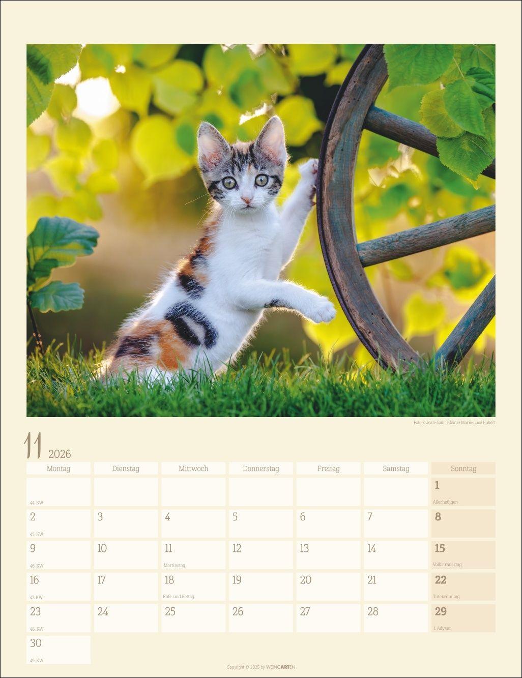 Beispielinhalt (Bild) Katzen auf dem Lande Kalender 2026