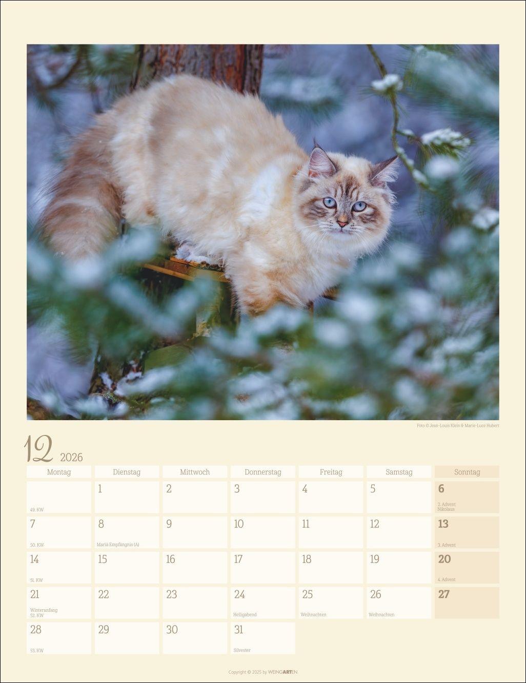 Beispielinhalt (Bild) Katzen auf dem Lande Kalender 2026