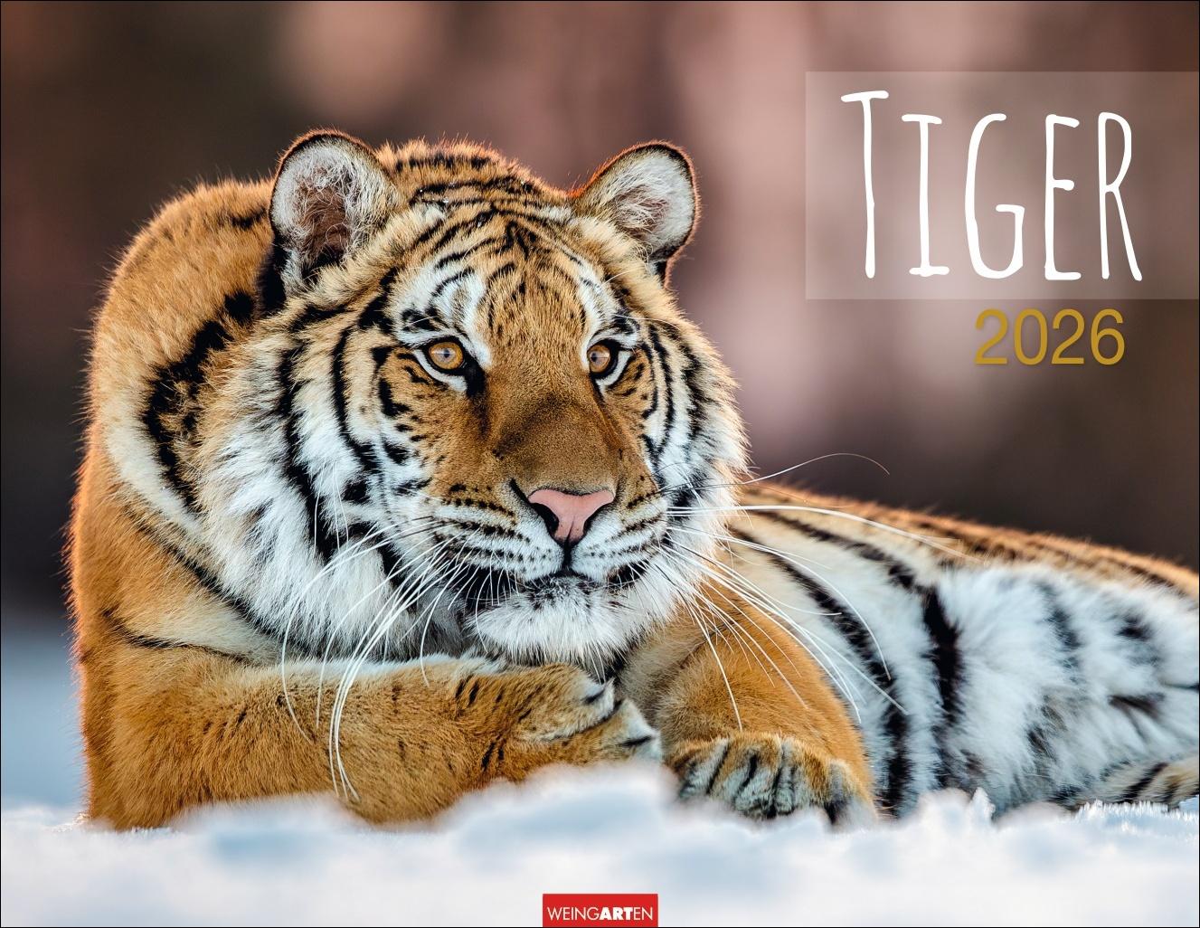 Vorderes Coverbild Tiger Kalender 2026