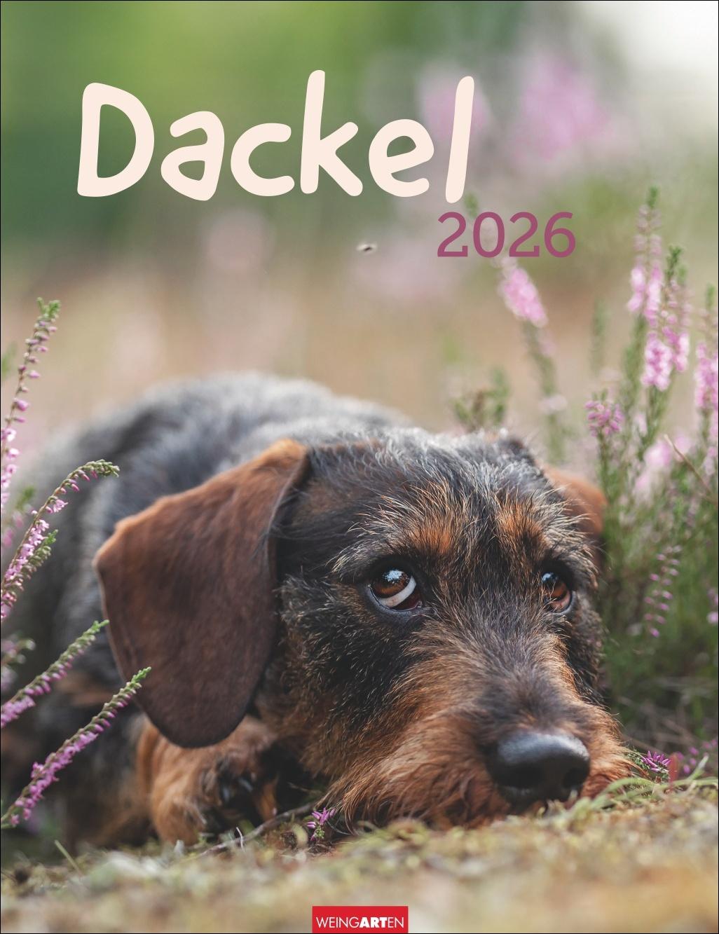 Vorderes Coverbild Dackel Kalender 2026