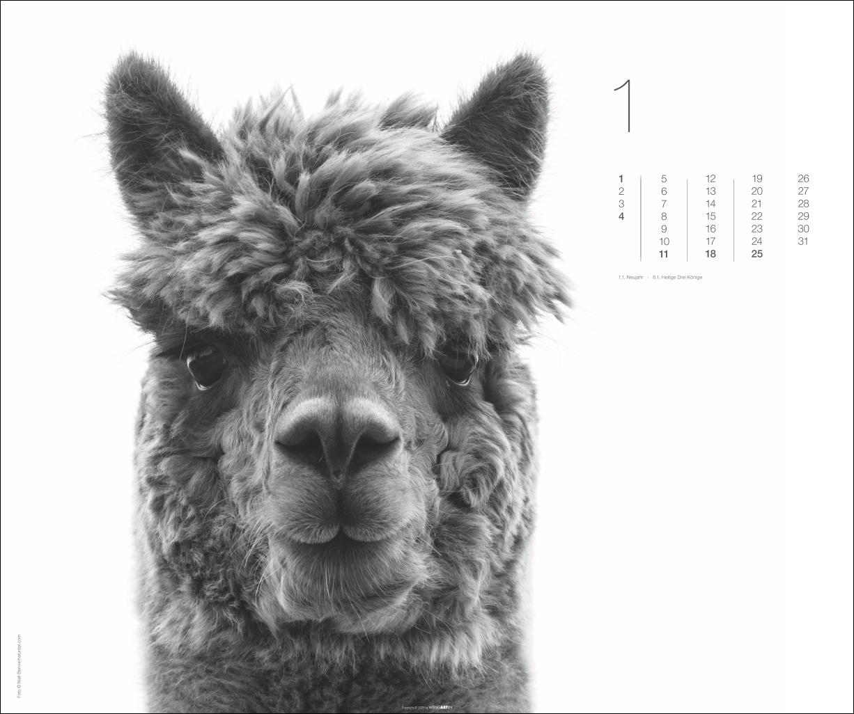 Beispielinhalt (Bild) Black & White Animals 2026