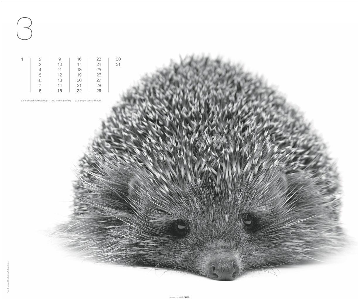 Beispielinhalt (Bild) Black & White Animals 2026