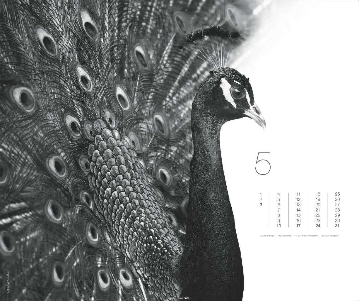 Beispielinhalt (Bild) Black & White Animals 2026