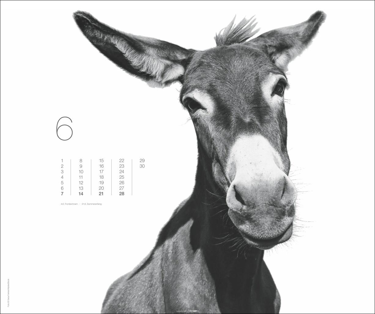 Beispielinhalt (Bild) Black & White Animals 2026