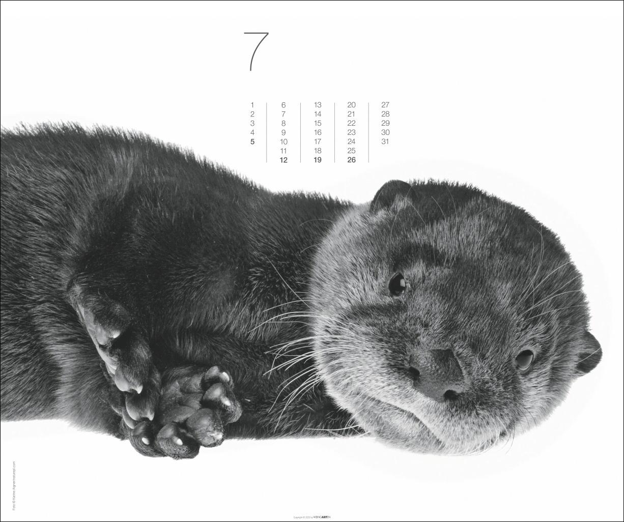 Beispielinhalt (Bild) Black & White Animals 2026
