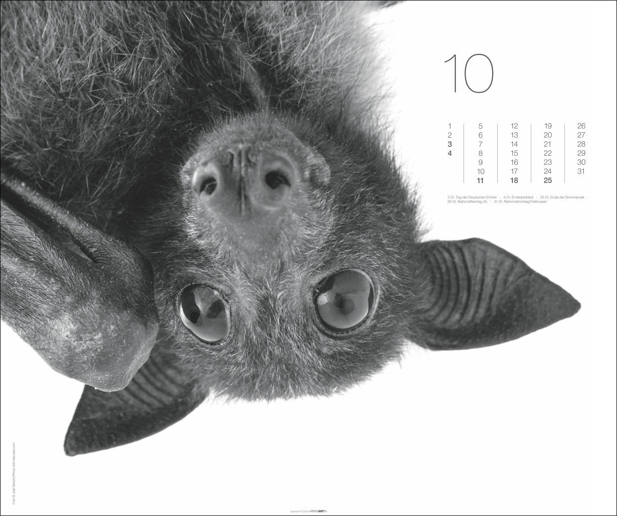 Beispielinhalt (Bild) Black & White Animals 2026