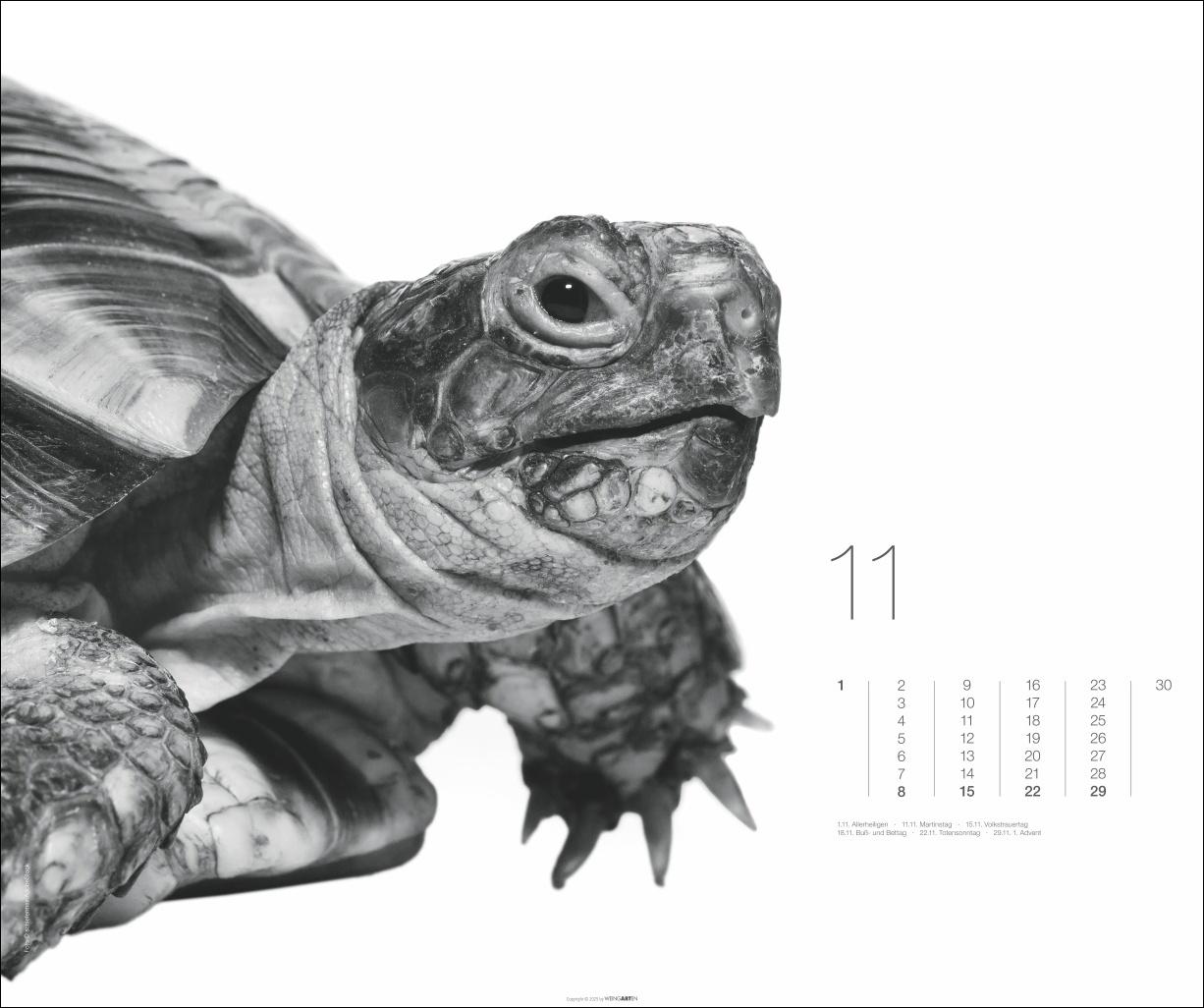 Beispielinhalt (Bild) Black & White Animals 2026