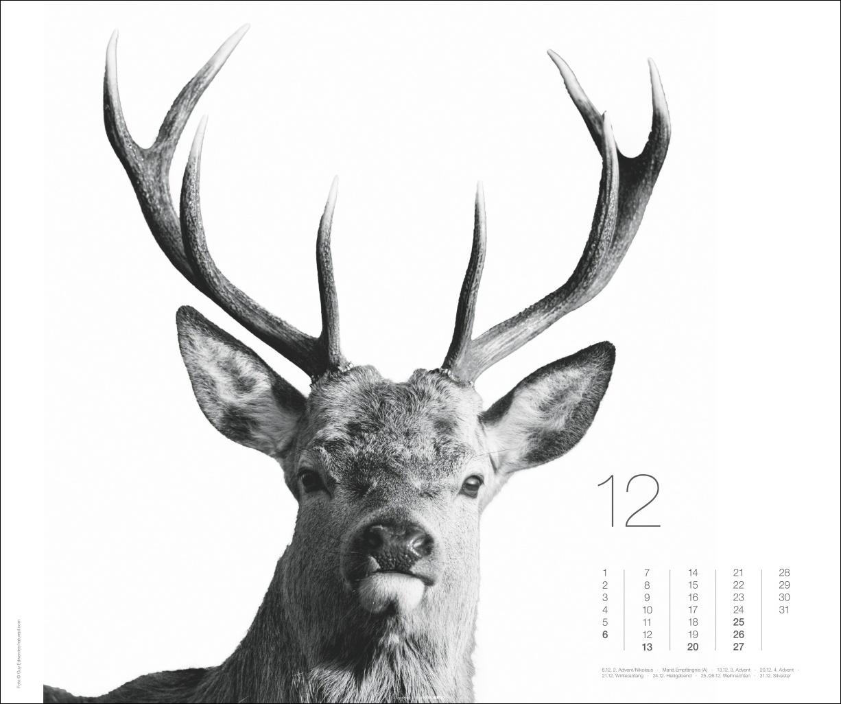 Beispielinhalt (Bild) Black & White Animals 2026