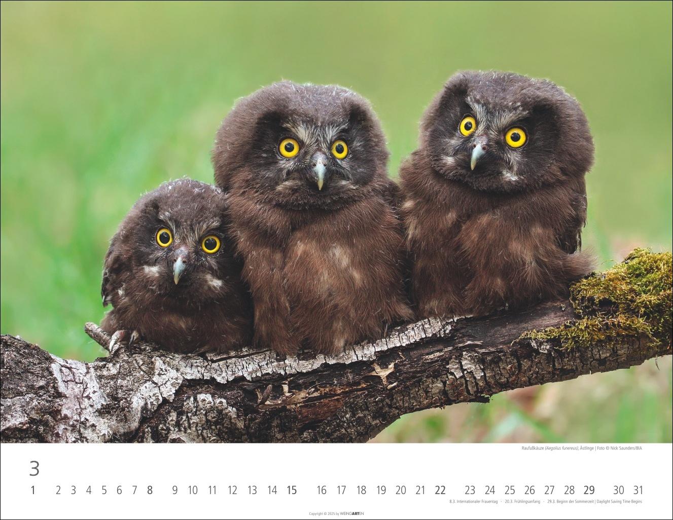 Beispielinhalt (Bild) Eulen Kalender 2026