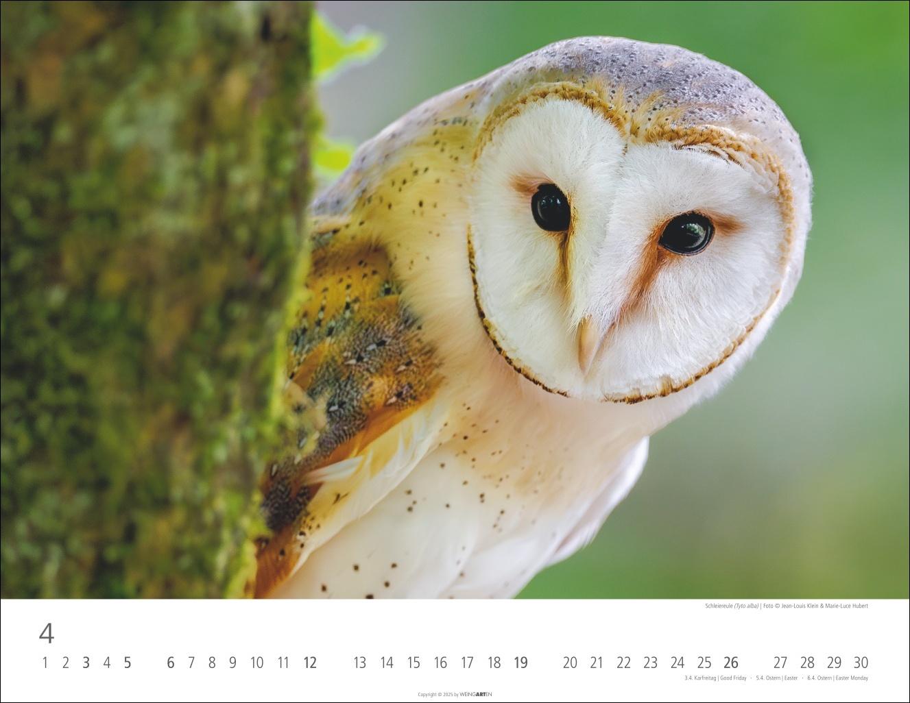 Beispielinhalt (Bild) Eulen Kalender 2026