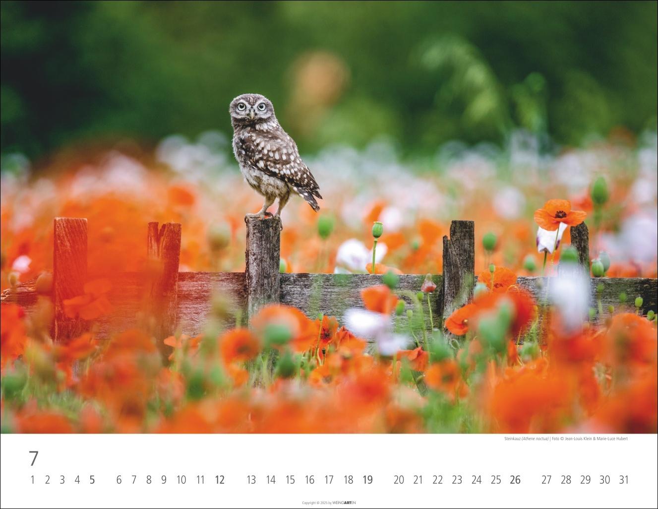 Beispielinhalt (Bild) Eulen Kalender 2026