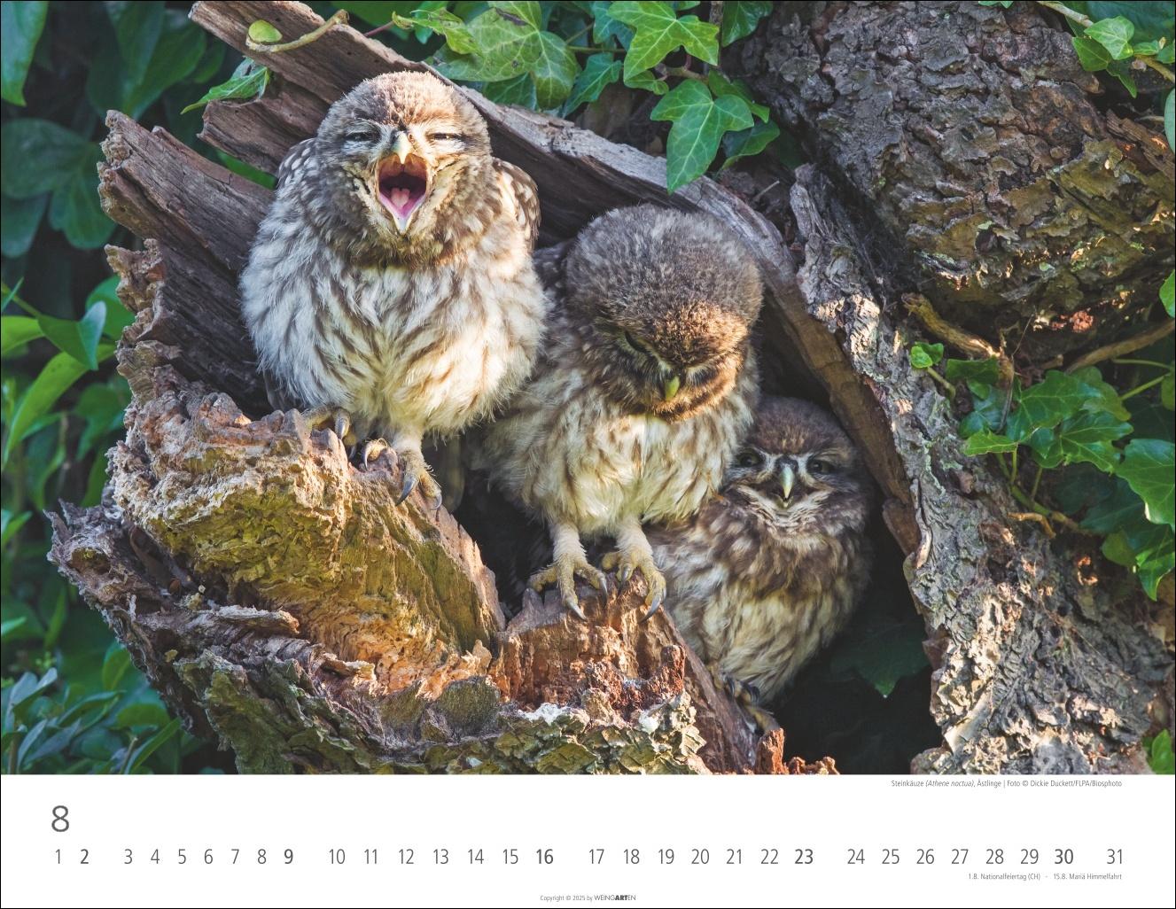 Beispielinhalt (Bild) Eulen Kalender 2026