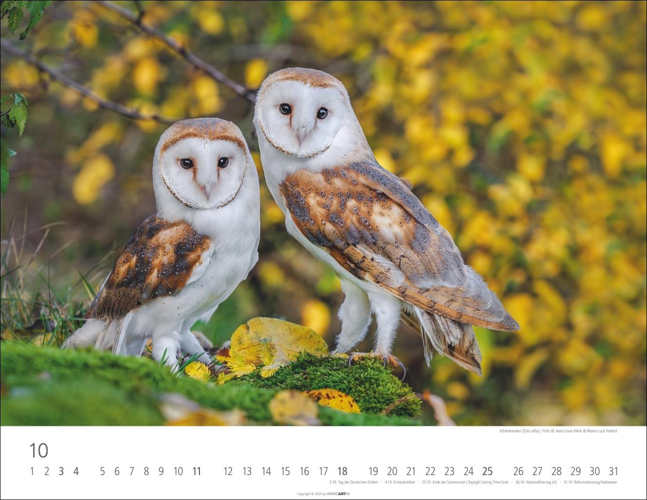 Beispielinhalt (Bild) Eulen Kalender 2026