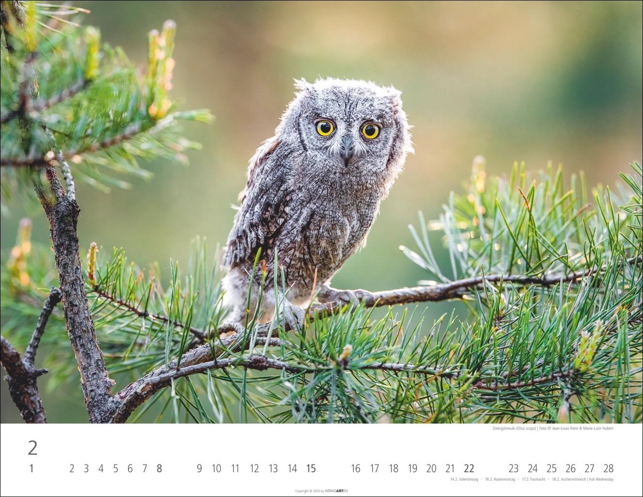Beispielinhalt (Bild) Eulen Kalender 2026