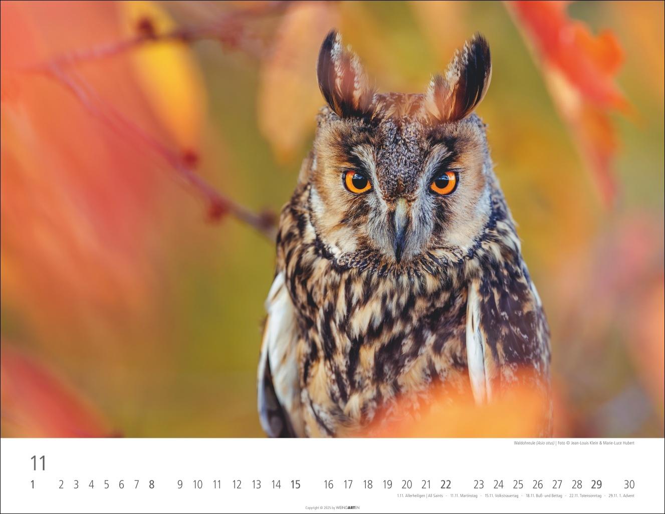 Beispielinhalt (Bild) Eulen Kalender 2026