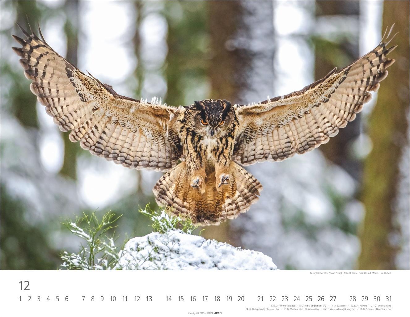 Beispielinhalt (Bild) Eulen Kalender 2026