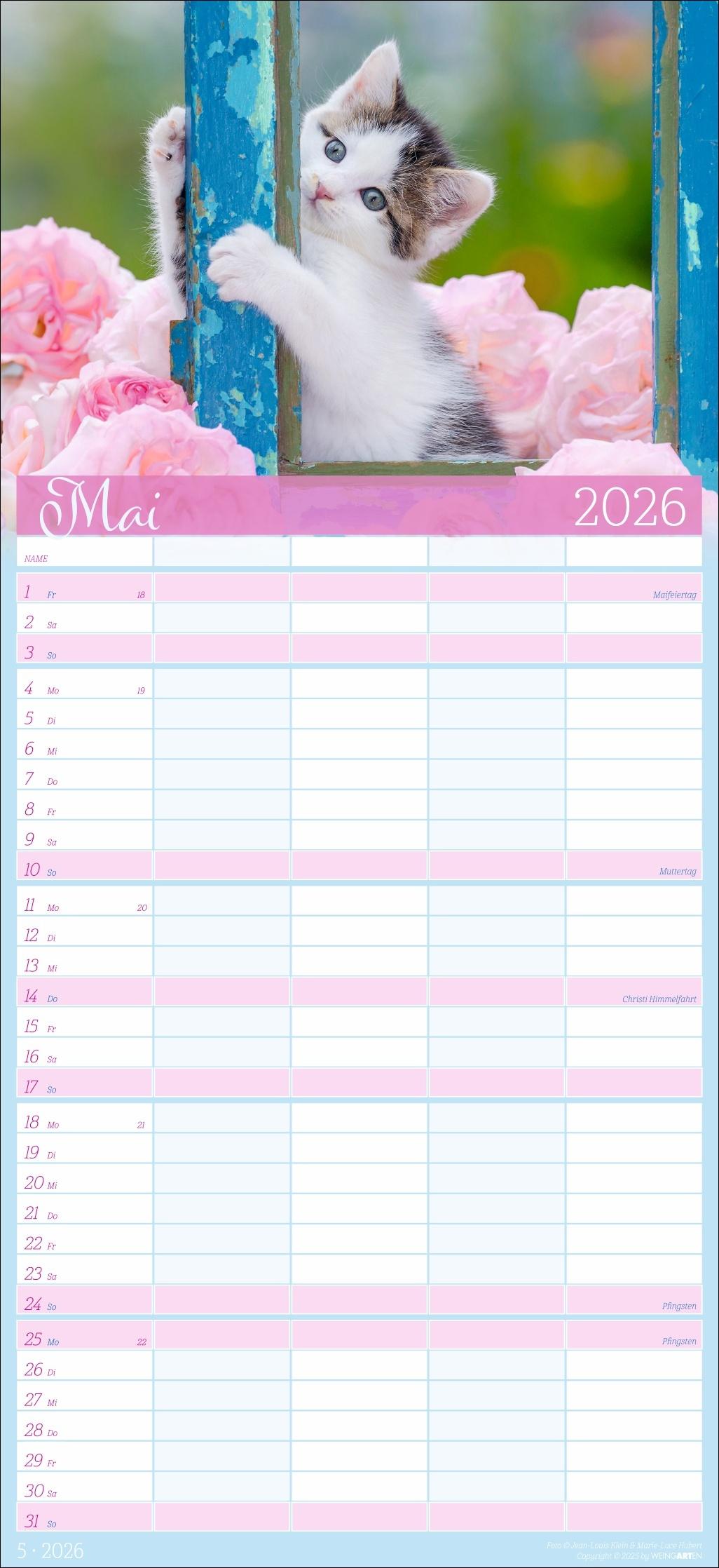 Beispielinhalt (Bild) Cool Cats Familienplaner 2026