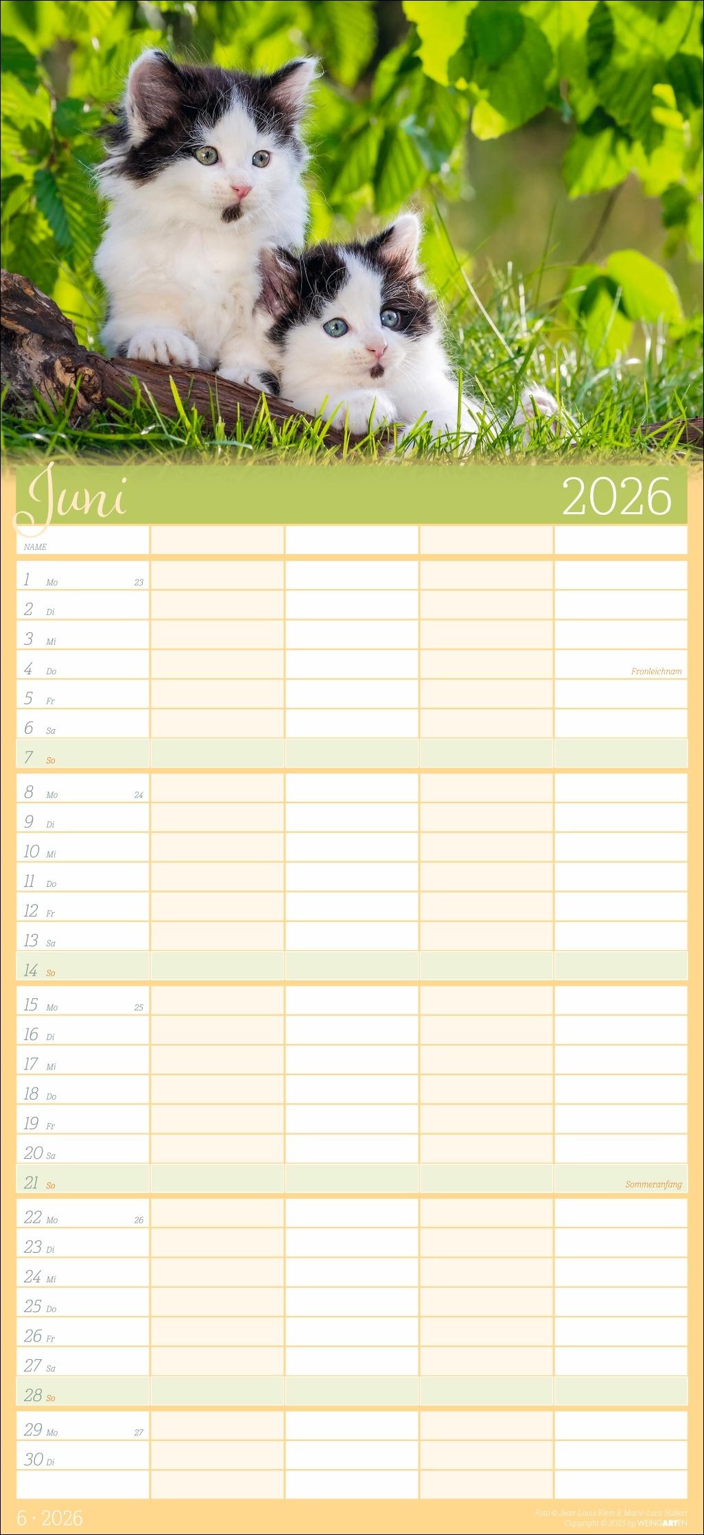 Beispielinhalt (Bild) Cool Cats Familienplaner 2026