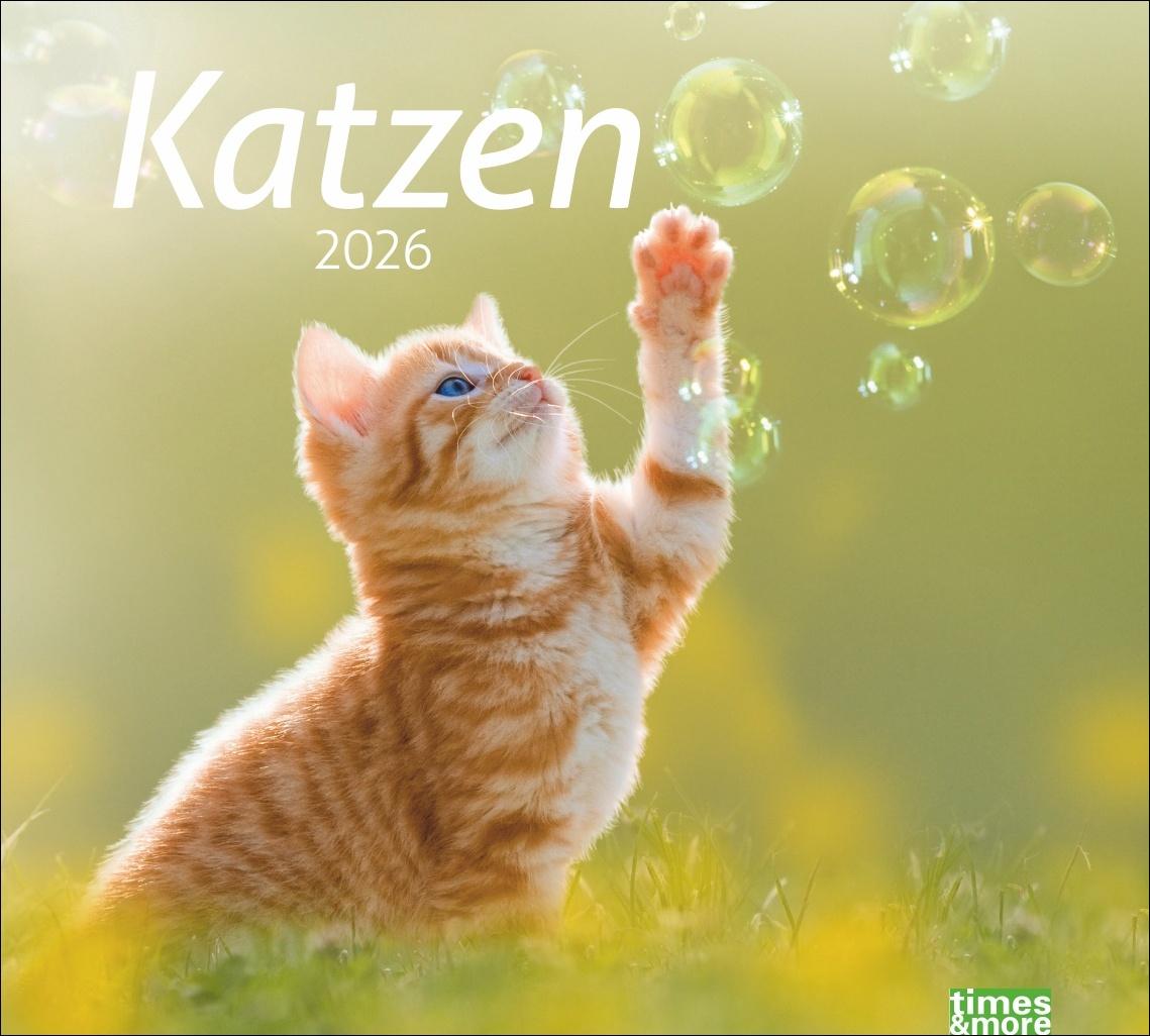 Vorderes Coverbild times&more Katzen Bildkalender 2026