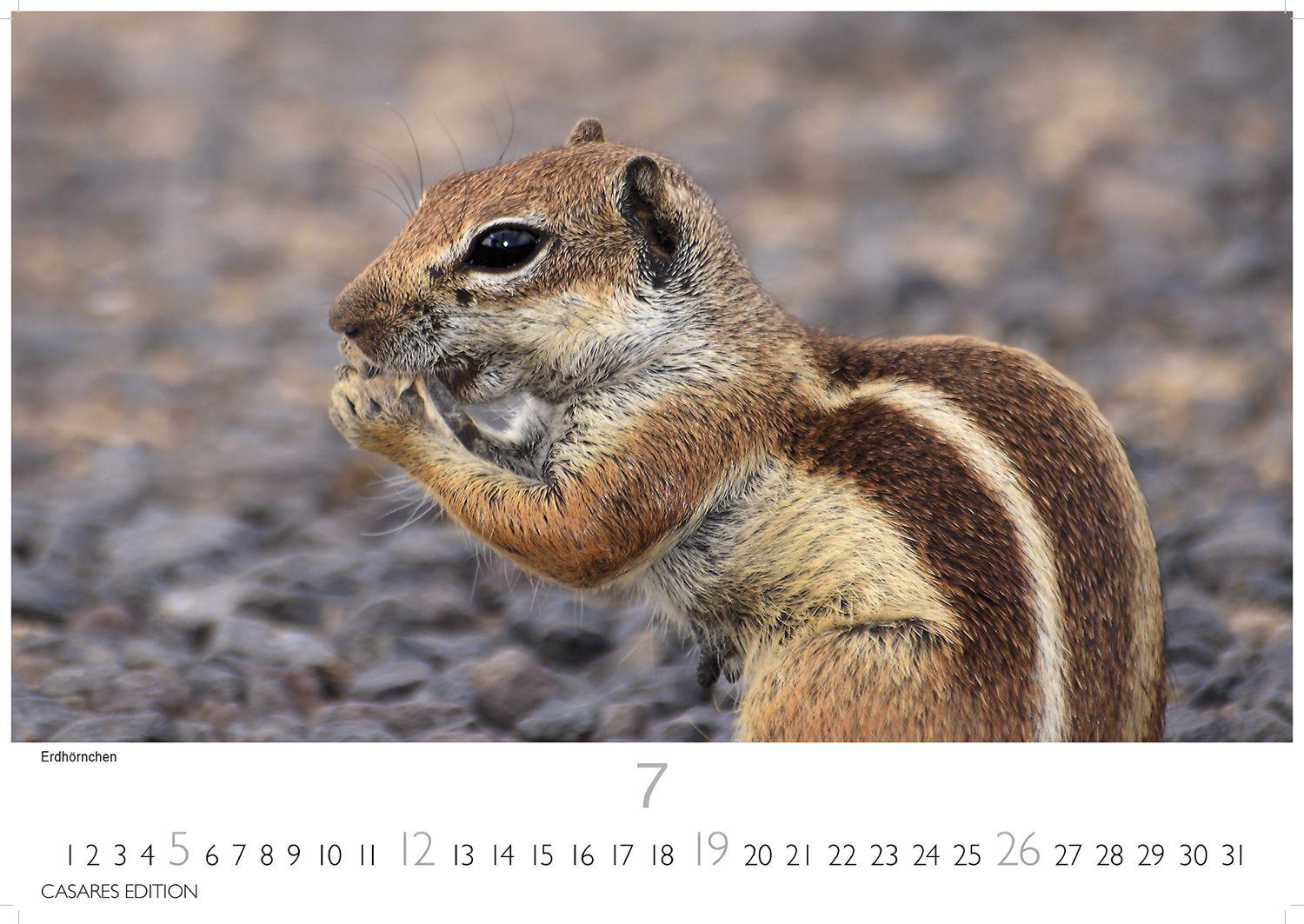 Beispielinhalt (Bild) Fuerteventura Kalender 2026 - Wandkalender | Fotokalender Spanien 24x35 cm - . mit Traumstränden, Sonne & Insel-Highlights