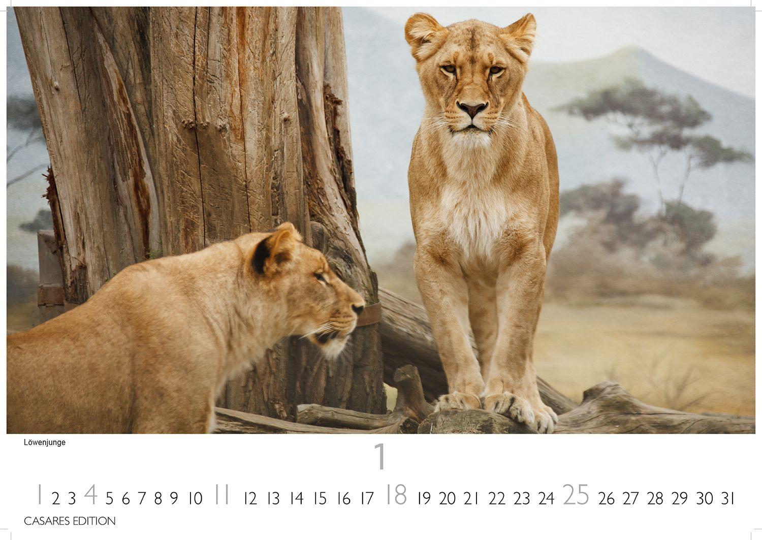 Beispielinhalt (Bild) Wilde Tiere Afrikas Kalender 2026 - Wandkalender | Fotokalender Afrika 24x35cm | Naturfotografie | Tierkalender Afrika | Geschenk für Naturliebhaber