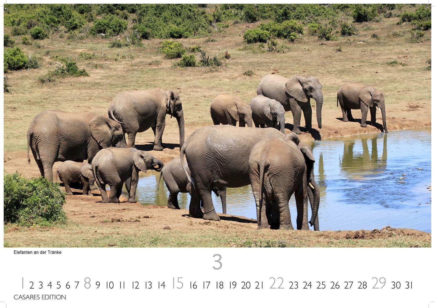 Beispielinhalt (Bild) Wilde Tiere Afrikas Kalender 2026 - Wandkalender | Fotokalender Afrika 24x35cm | Naturfotografie | Tierkalender Afrika | Geschenk für Naturliebhaber