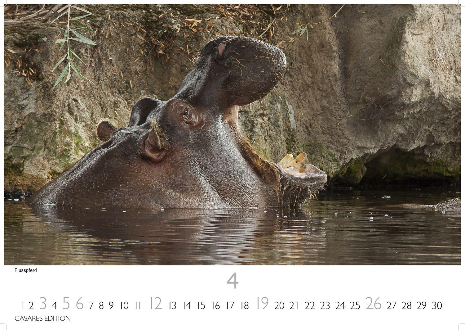 Beispielinhalt (Bild) Wilde Tiere Afrikas Kalender 2026 - Wandkalender | Fotokalender Afrika 24x35cm | Naturfotografie | Tierkalender Afrika | Geschenk für Naturliebhaber