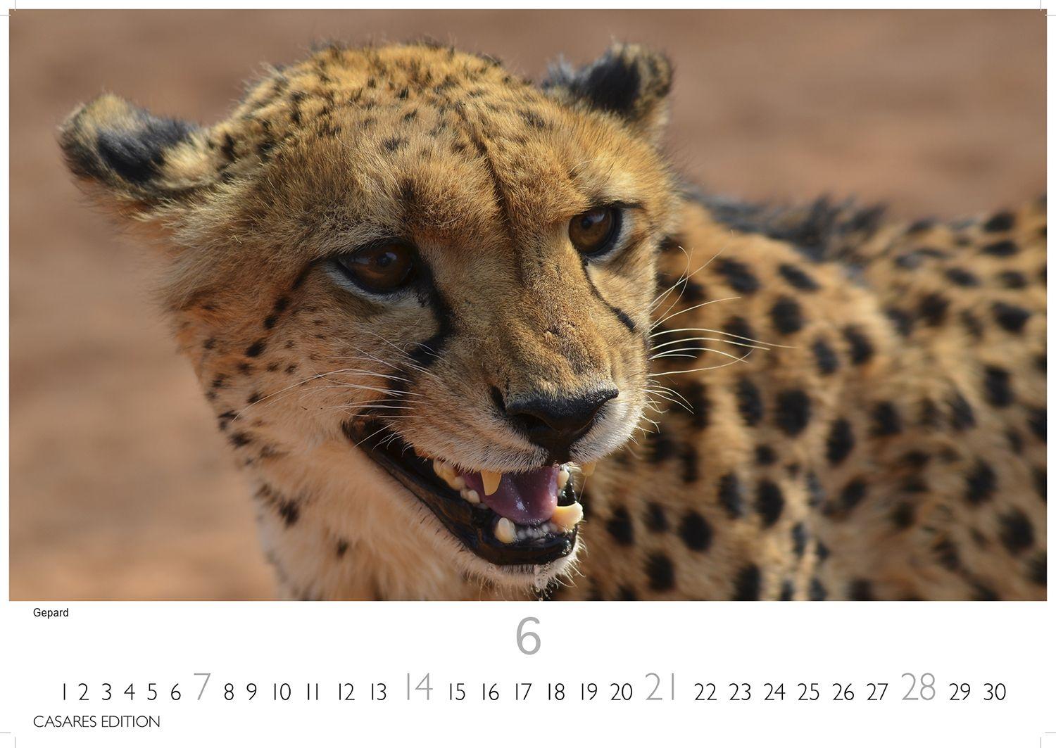 Beispielinhalt (Bild) Wilde Tiere Afrikas Kalender 2026 - Wandkalender | Fotokalender Afrika 24x35cm | Naturfotografie | Tierkalender Afrika | Geschenk für Naturliebhaber