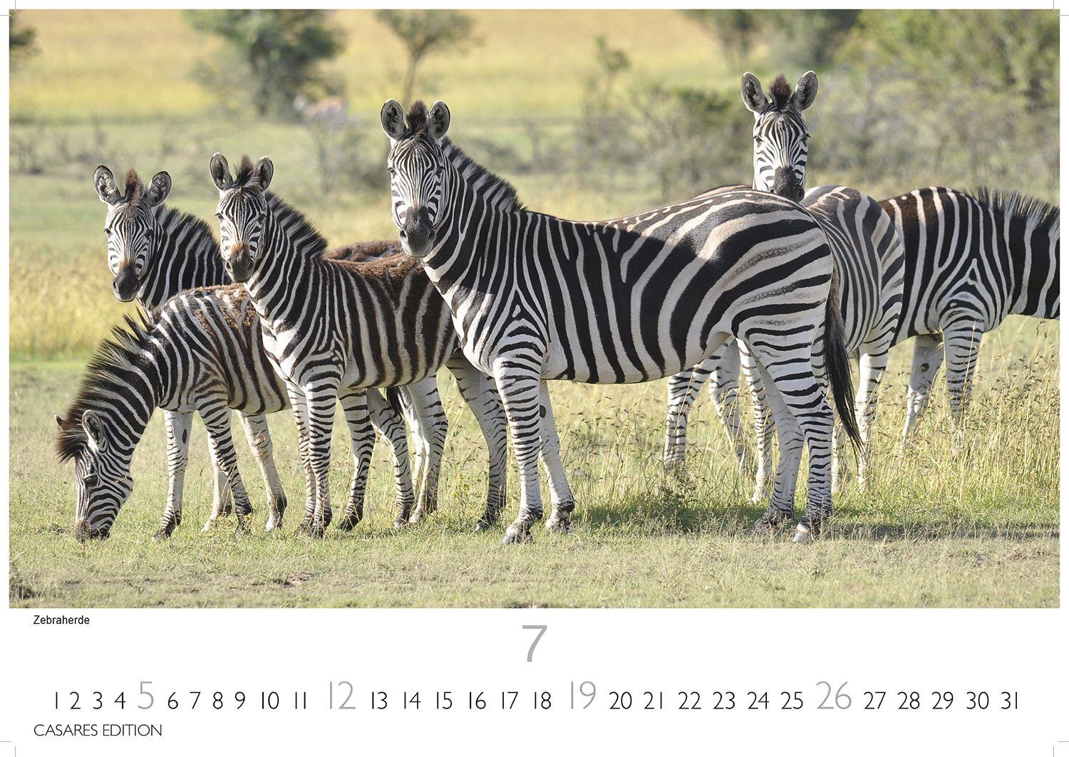 Beispielinhalt (Bild) Wilde Tiere Afrikas Kalender 2026 - Wandkalender | Fotokalender Afrika 24x35cm | Naturfotografie | Tierkalender Afrika | Geschenk für Naturliebhaber