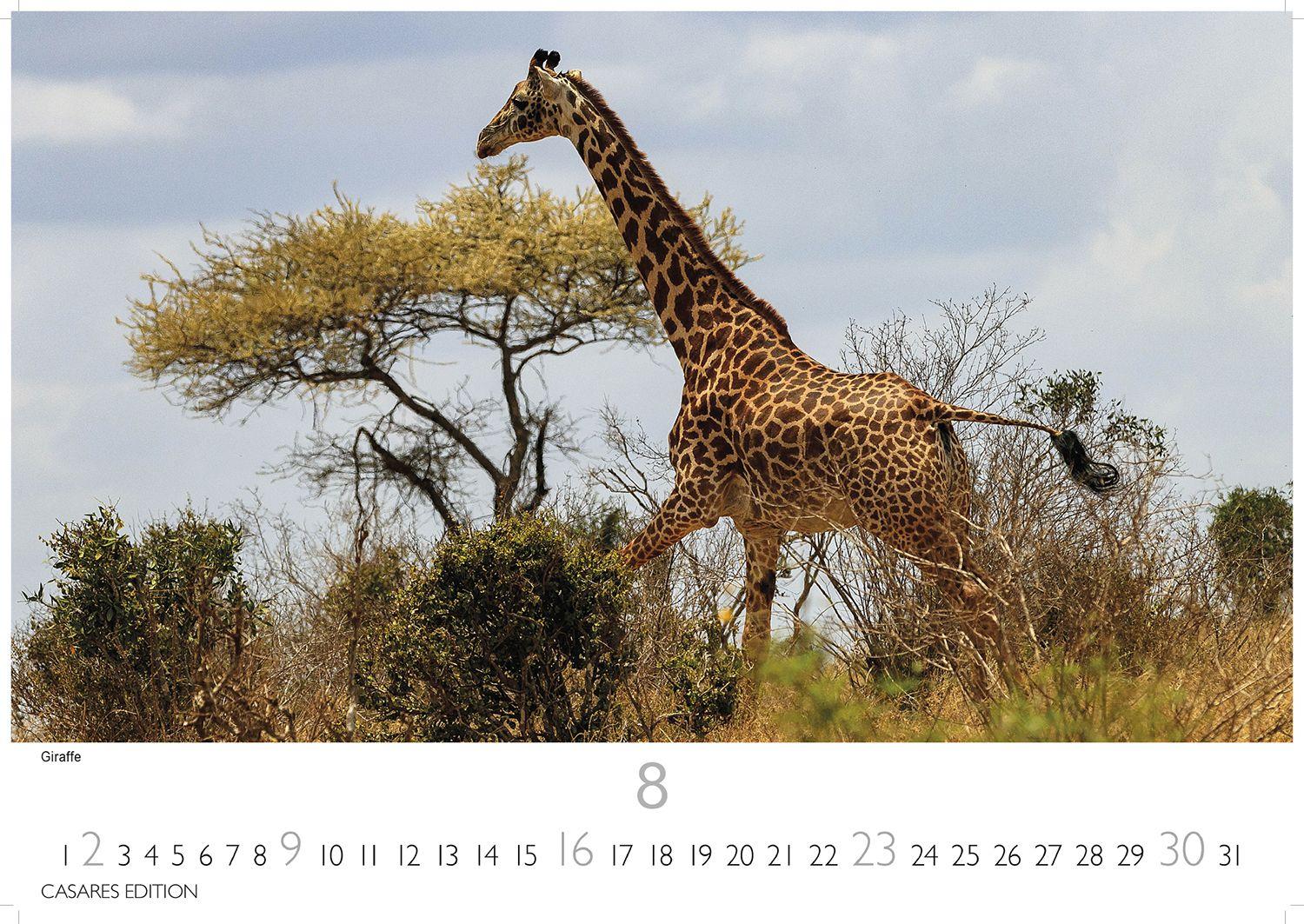 Beispielinhalt (Bild) Wilde Tiere Afrikas Kalender 2026 - Wandkalender | Fotokalender Afrika 24x35cm | Naturfotografie | Tierkalender Afrika | Geschenk für Naturliebhaber
