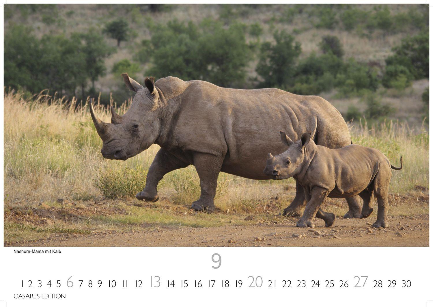 Beispielinhalt (Bild) Wilde Tiere Afrikas Kalender 2026 - Wandkalender | Fotokalender Afrika 24x35cm | Naturfotografie | Tierkalender Afrika | Geschenk für Naturliebhaber