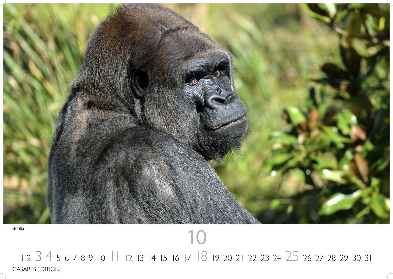 Beispielinhalt (Bild) Wilde Tiere Afrikas Kalender 2026 - Wandkalender | Fotokalender Afrika 24x35cm | Naturfotografie | Tierkalender Afrika | Geschenk für Naturliebhaber