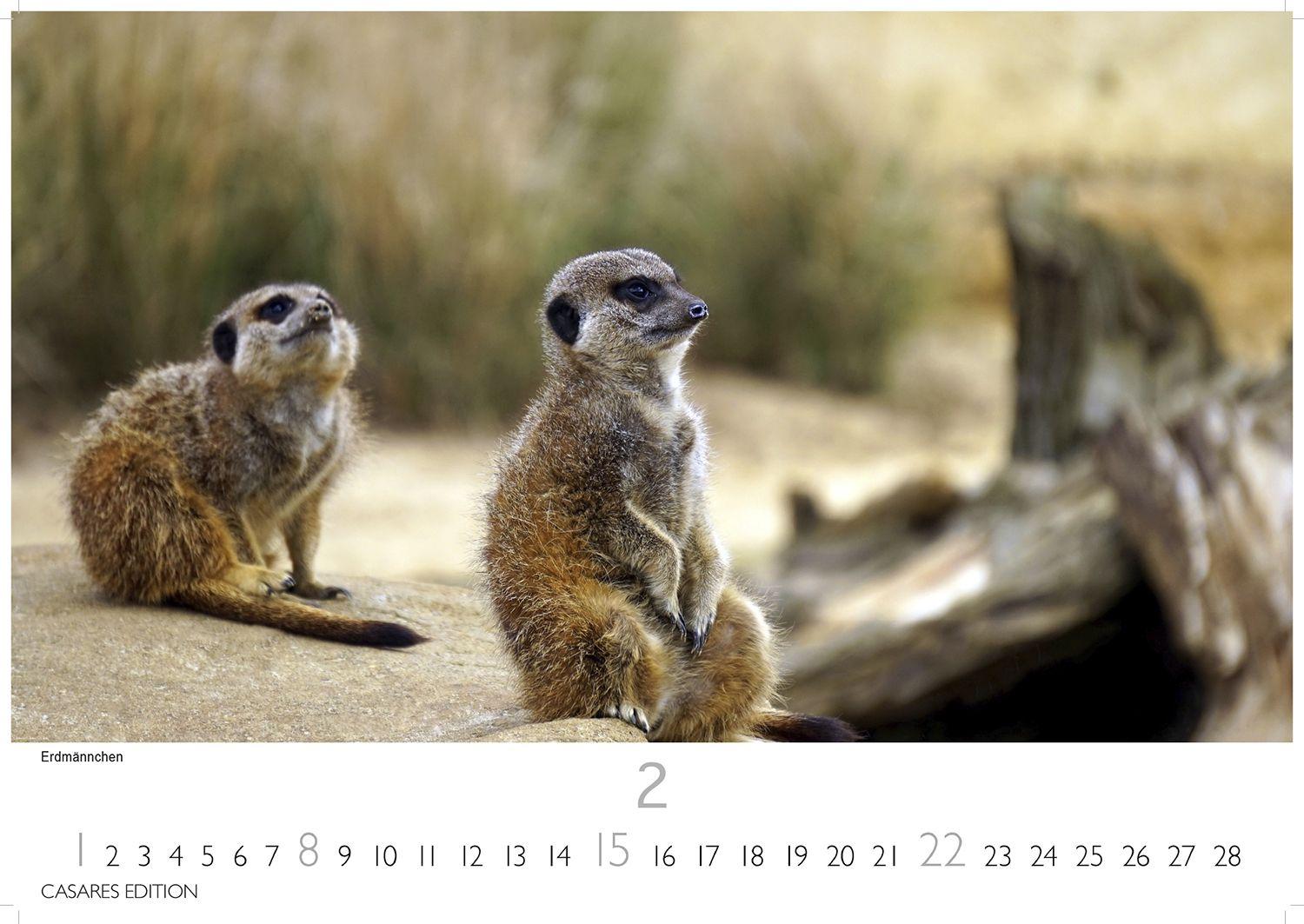 Beispielinhalt (Bild) Wilde Tiere Afrikas Kalender 2026 - Wandkalender | Fotokalender Afrika 24x35cm | Naturfotografie | Tierkalender Afrika | Geschenk für Naturliebhaber