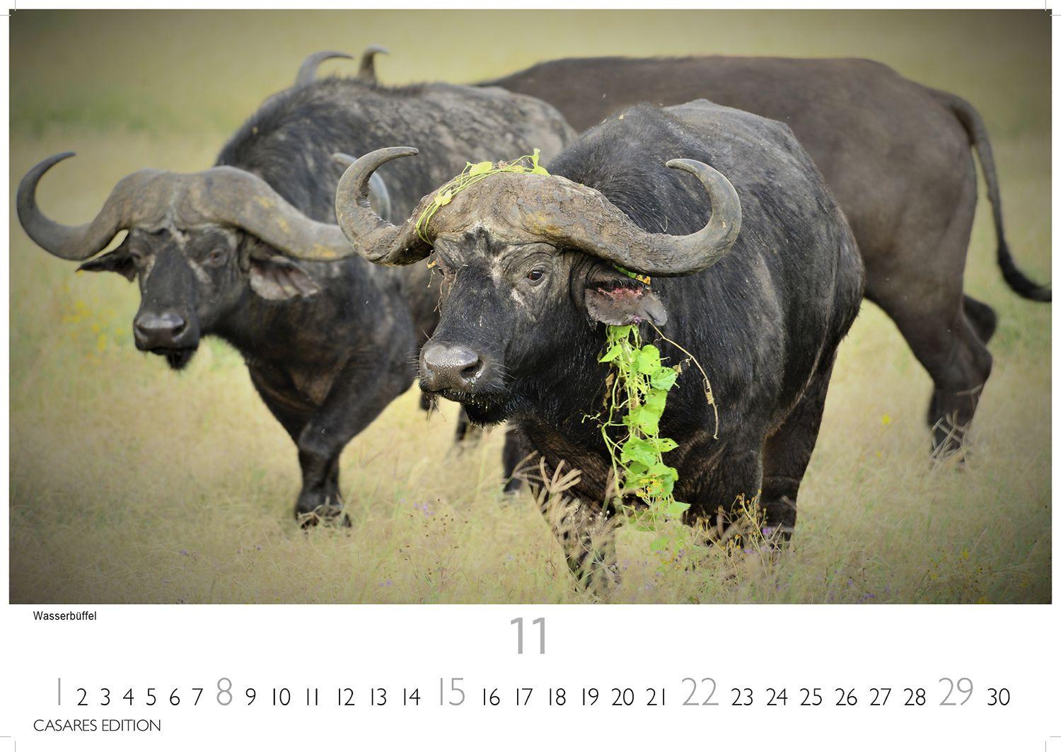 Beispielinhalt (Bild) Wilde Tiere Afrikas Kalender 2026 - Wandkalender | Fotokalender Afrika 24x35cm | Naturfotografie | Tierkalender Afrika | Geschenk für Naturliebhaber