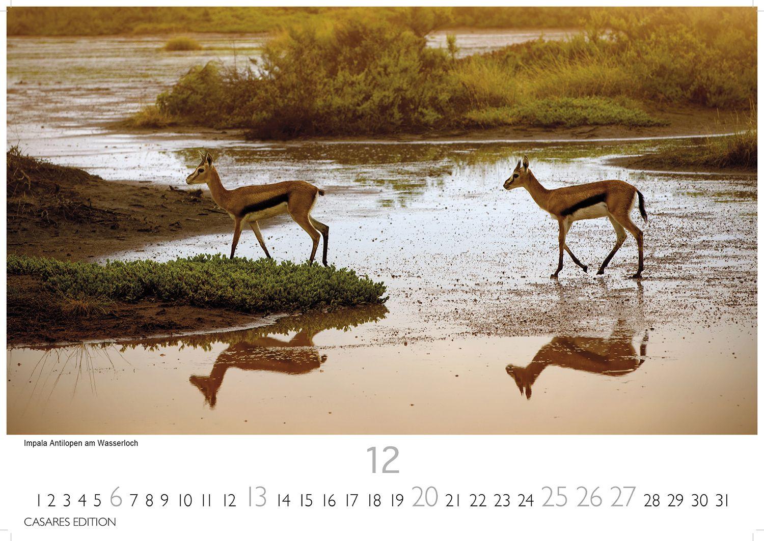 Beispielinhalt (Bild) Wilde Tiere Afrikas Kalender 2026 - Wandkalender | Fotokalender Afrika 24x35cm | Naturfotografie | Tierkalender Afrika | Geschenk für Naturliebhaber