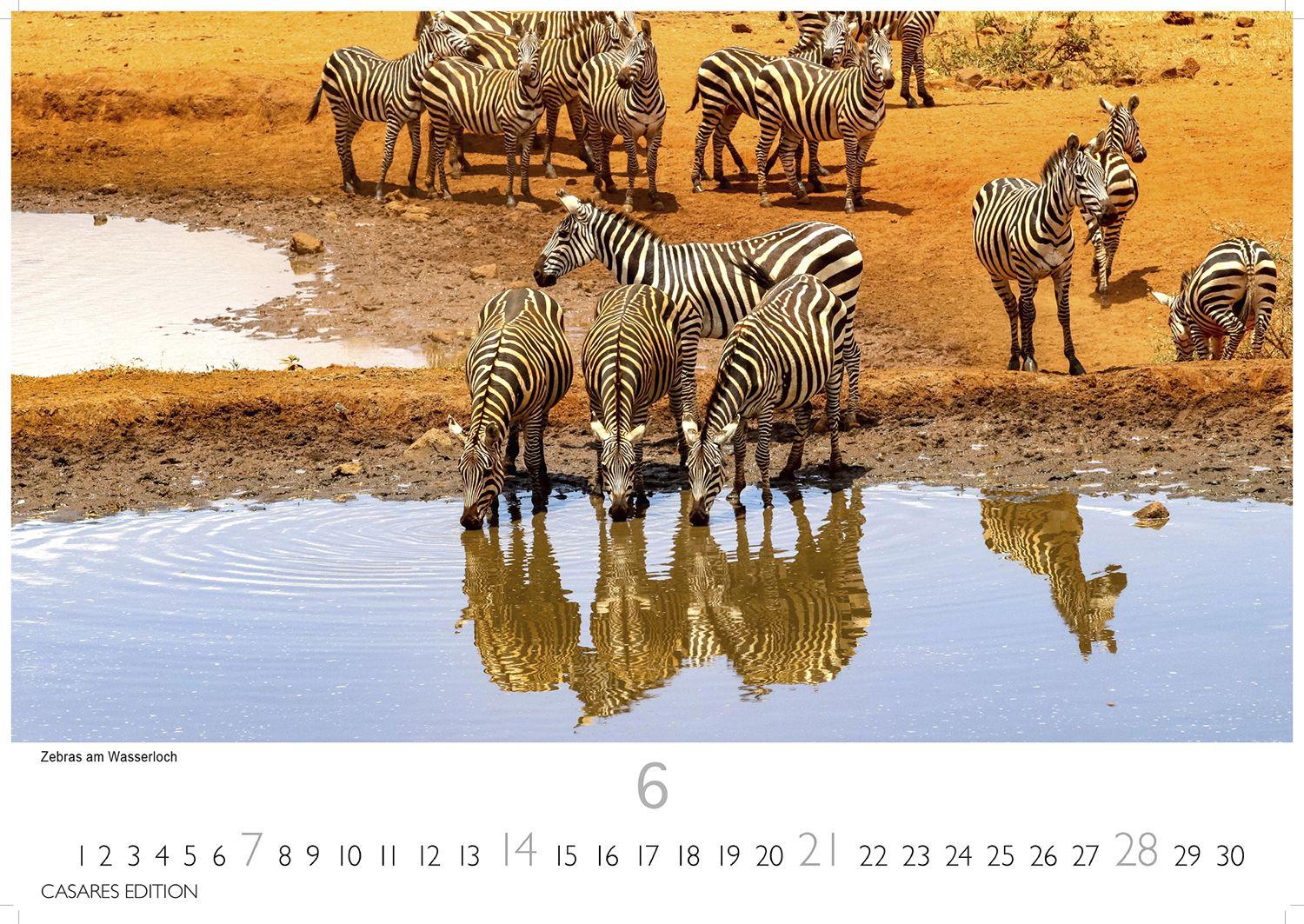 Beispielinhalt (Bild) Kenia & Serengheti Kalender 2026 - Wandkalender | Fotokalender Afrika 24x35cm - Wunderschöne Tierkalender- und Naturschutzfotos.