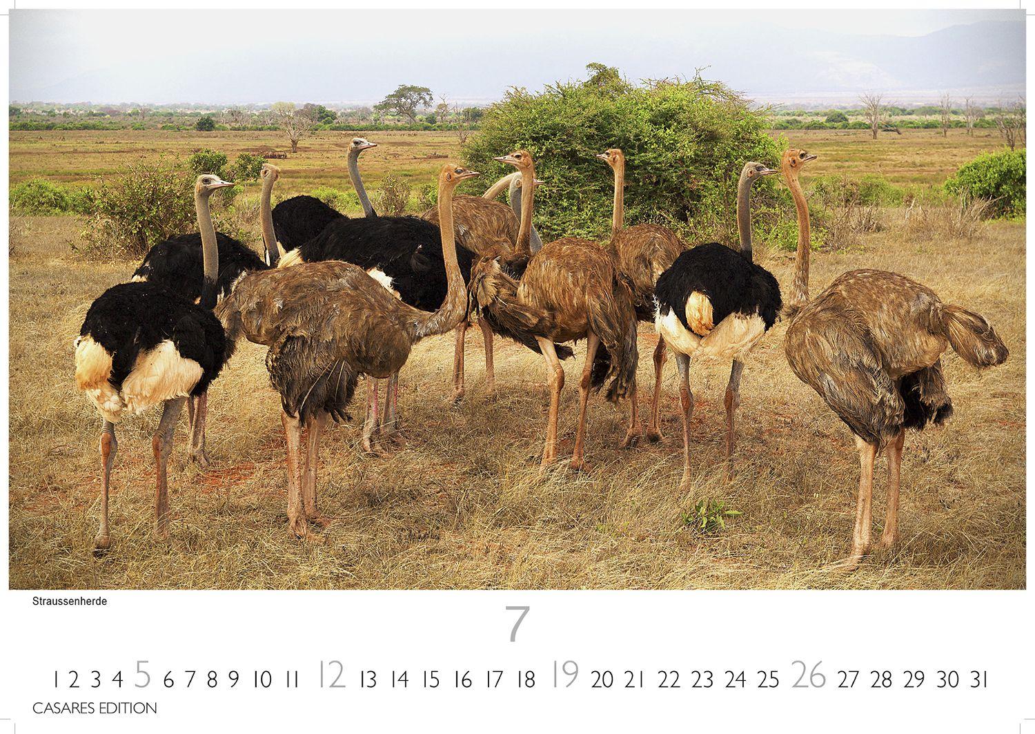 Beispielinhalt (Bild) Kenia & Serengheti Kalender 2026 - Wandkalender | Fotokalender Afrika 24x35cm - Wunderschöne Tierkalender- und Naturschutzfotos.