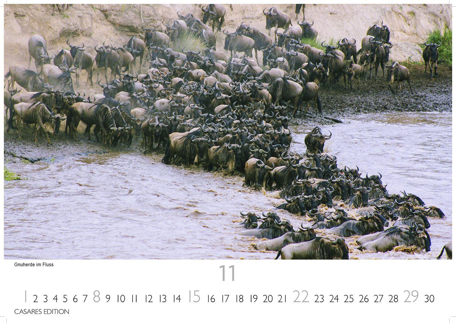 Beispielinhalt (Bild) Kenia & Serengheti Kalender 2026 - Wandkalender | Fotokalender Afrika 24x35cm - Wunderschöne Tierkalender- und Naturschutzfotos.