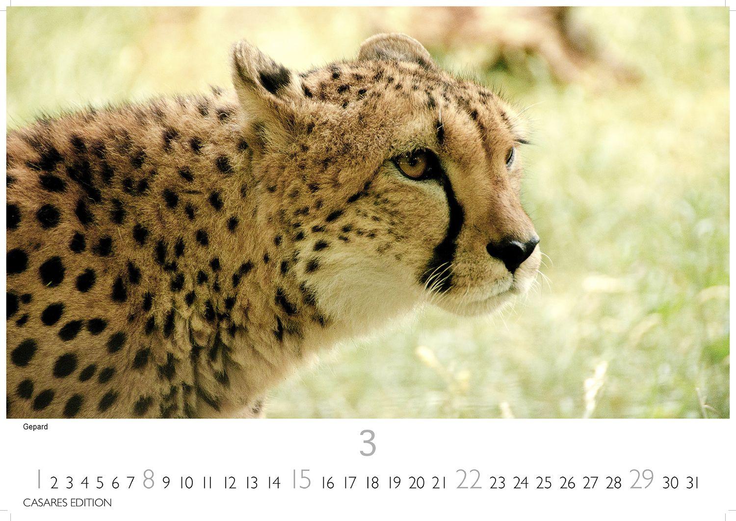 Beispielinhalt (Bild) Kenia & Serengheti Kalender 2026 - Wandkalender | Fotokalender Afrika 35x50cm - Wunderschöne Tierkalender- und Naturschutzfotos.