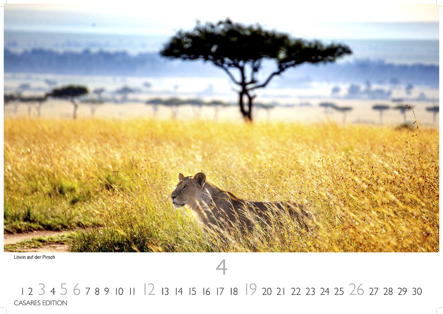 Beispielinhalt (Bild) Kenia & Serengheti Kalender 2026 - Wandkalender | Fotokalender Afrika 35x50cm - Wunderschöne Tierkalender- und Naturschutzfotos.