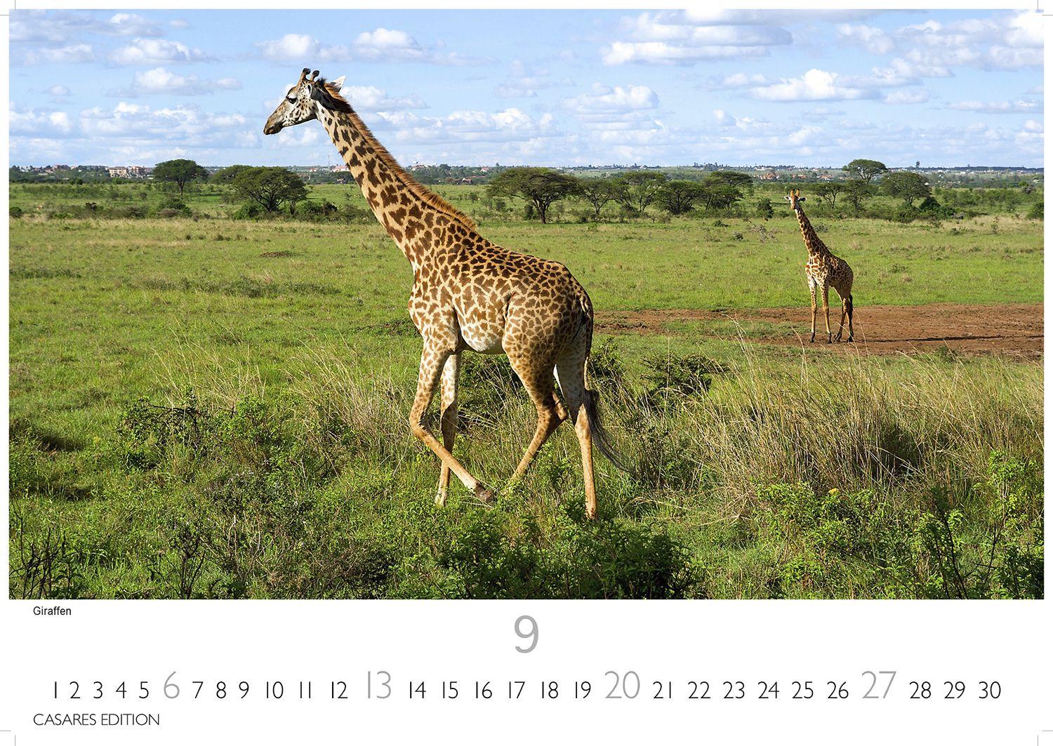 Beispielinhalt (Bild) Kenia & Serengheti Kalender 2026 - Wandkalender | Fotokalender Afrika 35x50cm - Wunderschöne Tierkalender- und Naturschutzfotos.