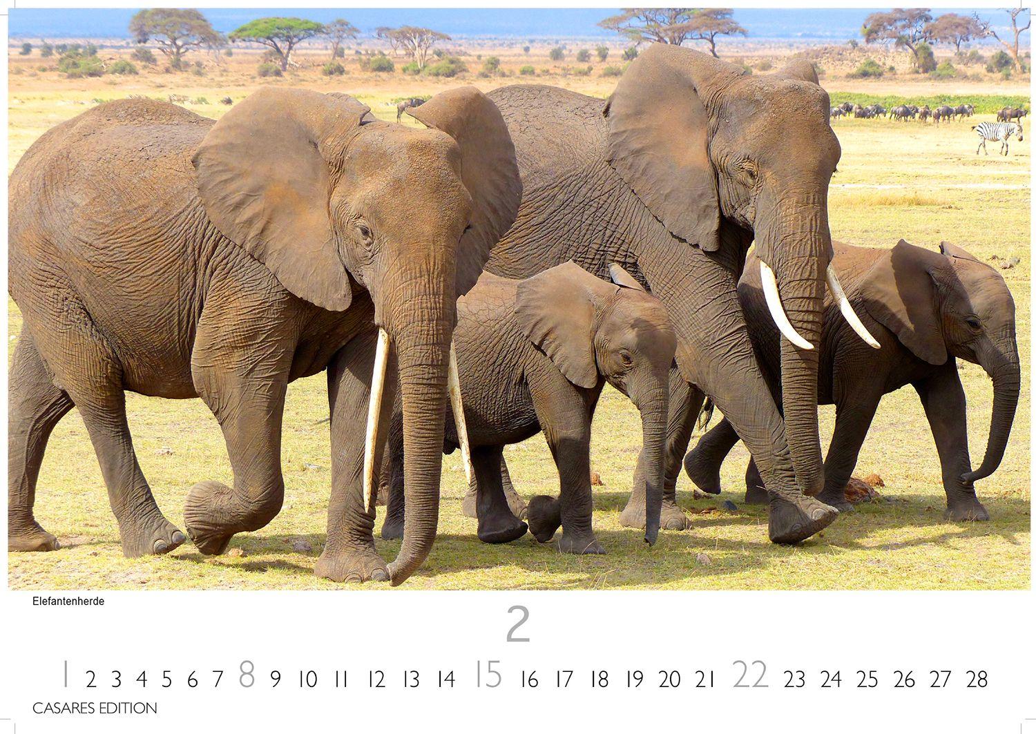 Beispielinhalt (Bild) Kenia & Serengheti Kalender 2026 - Wandkalender | Fotokalender Afrika 35x50cm - Wunderschöne Tierkalender- und Naturschutzfotos.