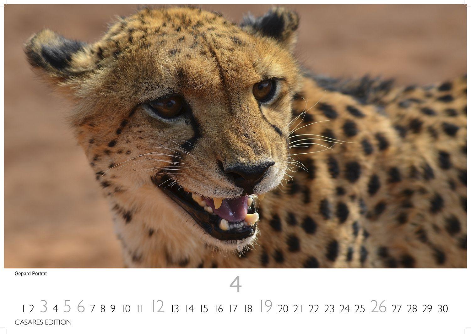 Beispielinhalt (Bild) Namibia Kalender 2026 - Wandkalender | Fotokalender Afrika 24x35 cm - . mit atemberaubenden Landschaftsfotos und der Tierwelt.