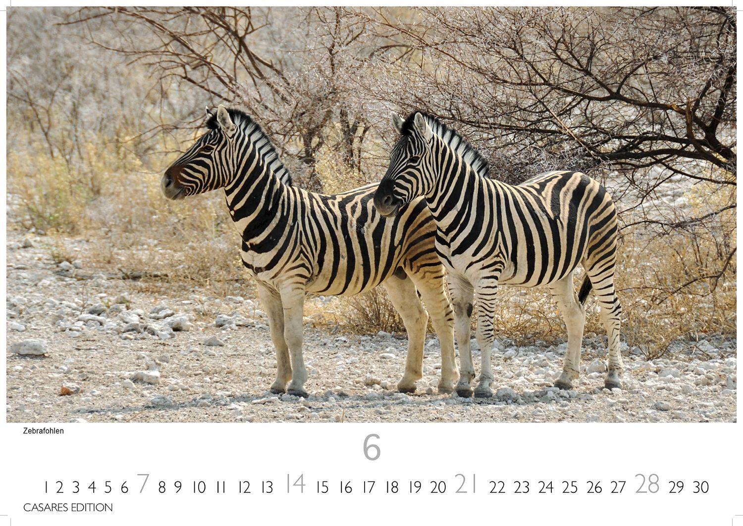 Beispielinhalt (Bild) Namibia Kalender 2026 - Wandkalender | Fotokalender Afrika 24x35 cm - . mit atemberaubenden Landschaftsfotos und der Tierwelt.