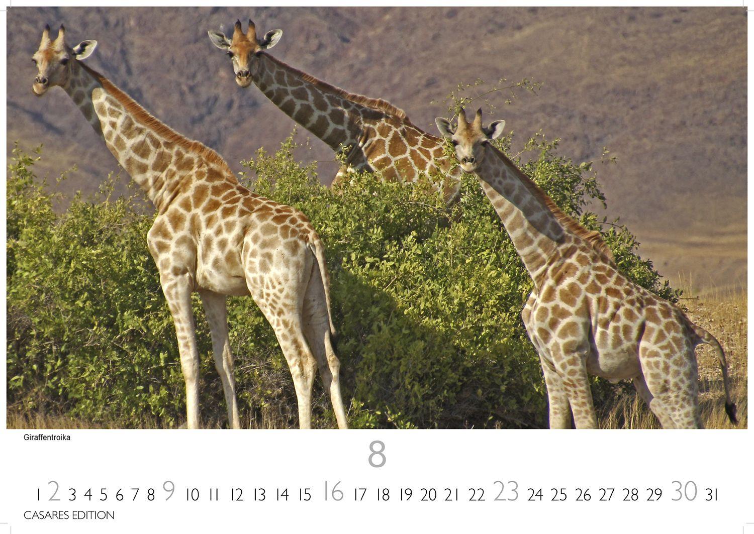 Beispielinhalt (Bild) Namibia Kalender 2026 - Wandkalender | Fotokalender Afrika 24x35 cm - . mit atemberaubenden Landschaftsfotos und der Tierwelt.