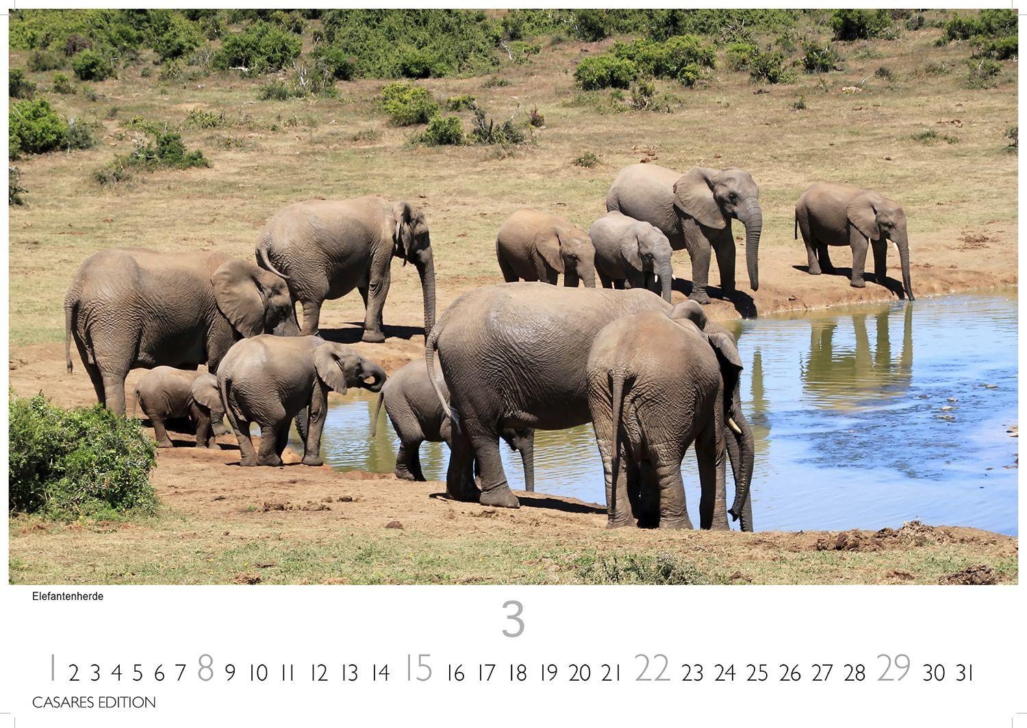 Beispielinhalt (Bild) Südafrika Kalender 2026 - Wandkalender | Fotokalender Afrika 35x50cm - . mit atemberaubenden Natur- und Tierkalenderaufnahmen