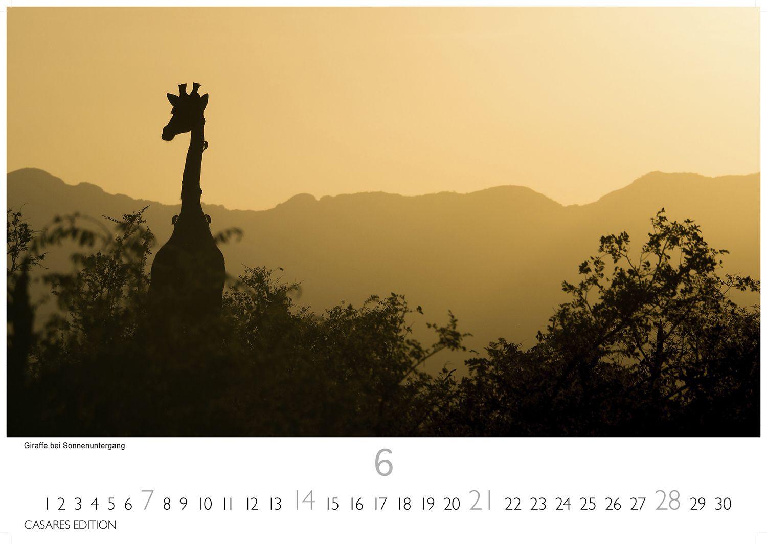 Beispielinhalt (Bild) Südafrika Kalender 2026 - Wandkalender | Fotokalender Afrika 35x50cm - . mit atemberaubenden Natur- und Tierkalenderaufnahmen