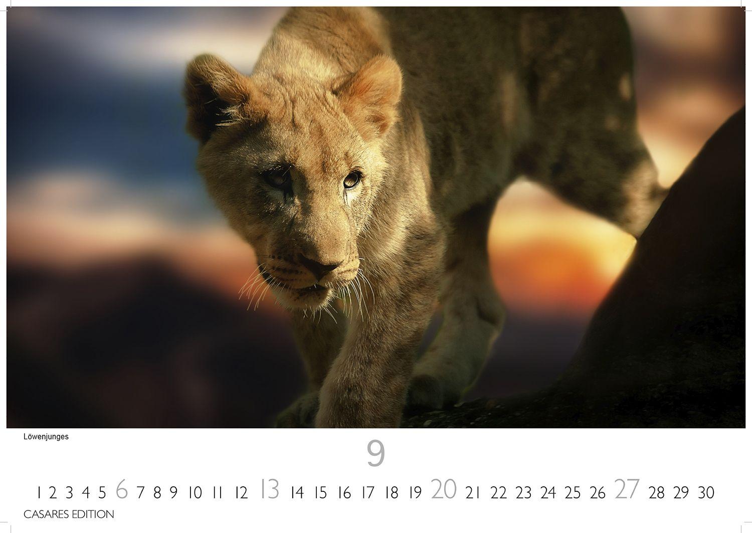 Beispielinhalt (Bild) Südafrika Kalender 2026 - Wandkalender | Fotokalender Afrika 35x50cm - . mit atemberaubenden Natur- und Tierkalenderaufnahmen